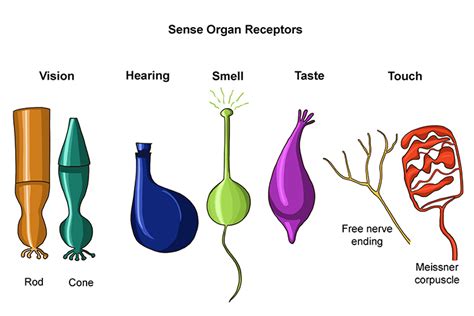 receptor synonym|receptors definition anatomy.